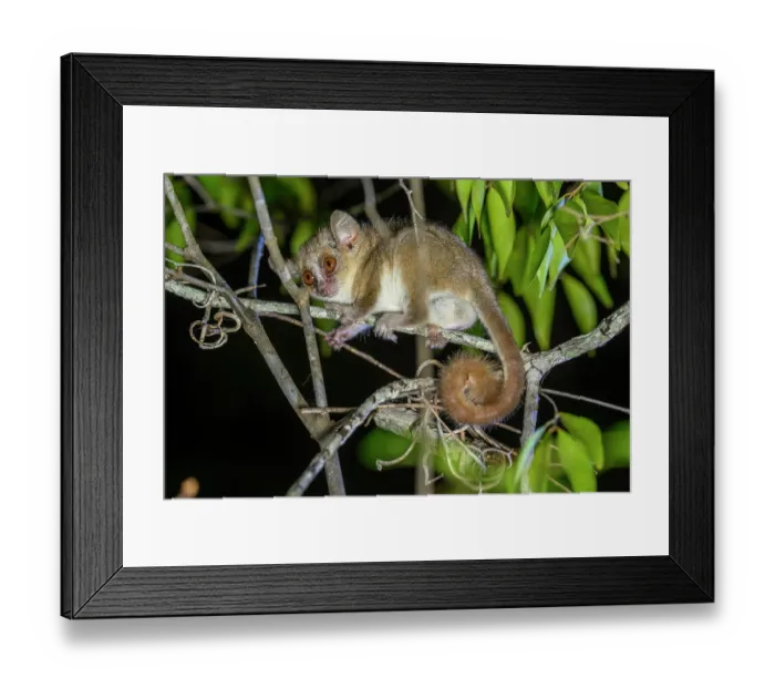 Framed Print : Ambarijeby mouse lemur (Microcebus danfossi) active in tree at night, Anjajavy Private Reserve, north western Madagascar Framed Print : Ambarijeby mouse lemur (Microcebus danfossi) active in tree at night, Anjajavy Private Reserve, north western Madagascar