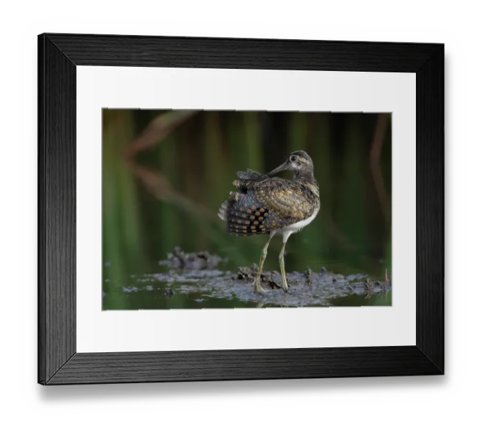 Framed Print : RF - Greater painted-snipe (Rostratula benghalensis) male, preening, Allahein river, The Gambia. (This image may be licensed either as rights managed or royalty free.) Framed Print : RF - Greater painted-snipe (Rostratula benghalensis) male, preening, Allahein river, The Gambia. (This image may be licensed either as rights managed or royalty free.)