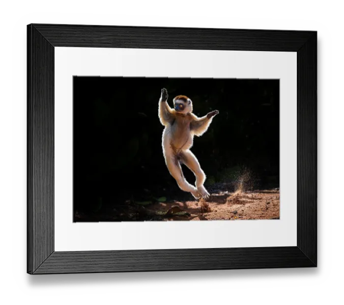 Framed Print : Verreaux's sifaka (Propithecus verreauxi) male, bounding across open ground in early morning sunshine, Berenty Private Reserve, southern Madagascar. Critically endangered Framed Print : Verreaux's sifaka (Propithecus verreauxi) male, bounding across open ground in early morning sunshine, Berenty Private Reserve, southern Madagascar. Critically endangered