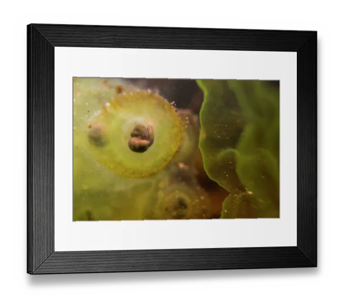 Framed Print : Close-up of Agile frog (Rana dalmatina) egg with developing tadpole in frogspawn, Circeo National Park, Italy Framed Print : Close-up of Agile frog (Rana dalmatina) egg with developing tadpole in frogspawn, Circeo National Park, Italy