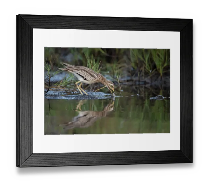 Framed Print : Senegal thick-knee (Burhinus senegalensis) feeding on a dead fish in shallow water, Allahein river, The Gambia Framed Print : Senegal thick-knee (Burhinus senegalensis) feeding on a dead fish in shallow water, Allahein river, The Gambia
