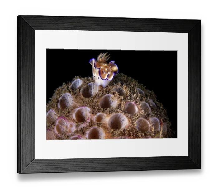 Framed Print : Nudibranch (Hypselodoris tryoni) on a Sponge (Cinachyra sp.) at night, Bitung, North Sulawesi, Indonesia, Lembeh Strait, Molucca Sea Framed Print : Nudibranch (Hypselodoris tryoni) on a Sponge (Cinachyra sp.) at night, Bitung, North Sulawesi, Indonesia, Lembeh Strait, Molucca Sea