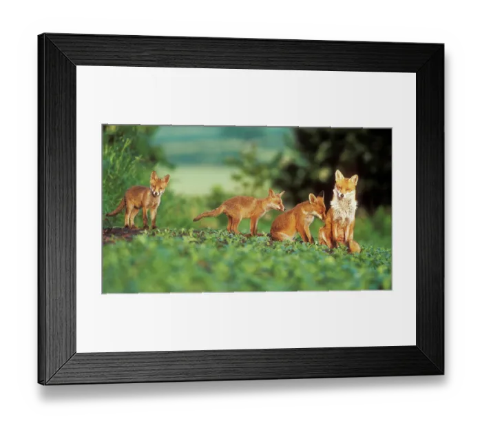 Framed Print : Red fox (Vulpes vulpes) vixen and four cubs in field in early morning light, UK. June