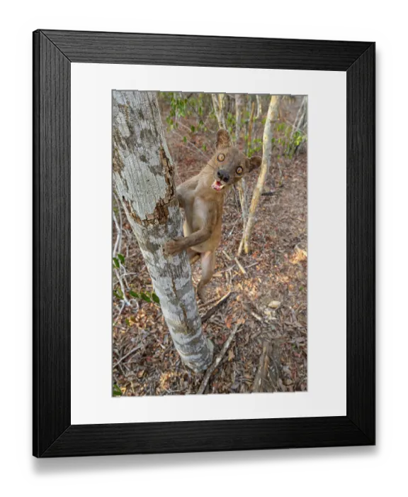 Framed Print : Fosa (Cryptoprocta ferox) female, climbing up tree trunk in dry deciduous forest, Kirindy, Menabe, western Madagascar Framed Print : Fosa (Cryptoprocta ferox) female, climbing up tree trunk in dry deciduous forest, Kirindy, Menabe, western Madagascar