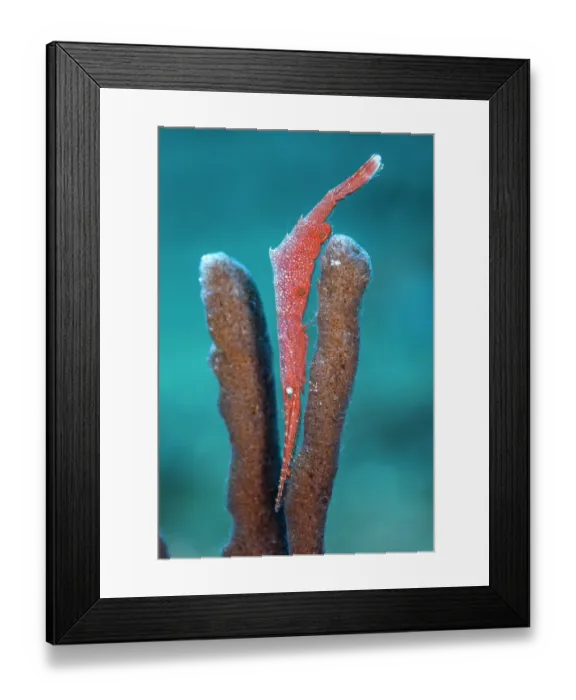 Framed Print : Ocellated tozeuma shrimp (Tozeuma lanceolatum) hiding amongst sponges, Bitung, North Sulawesi, Indonesia, Lembeh Strait, Molucca Sea Framed Print : Ocellated tozeuma shrimp (Tozeuma lanceolatum) hiding amongst sponges, Bitung, North Sulawesi, Indonesia, Lembeh Strait, Molucca Sea