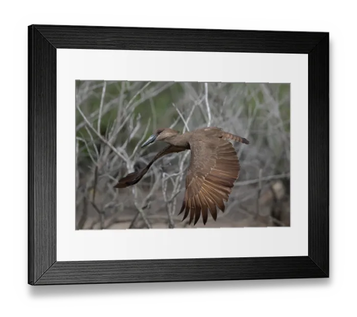 Framed Print : RF - Hamerkop (Scopus umbretta) in flight, Allahein river, The Gambia. (This image may be licensed either as rights managed or royalty free.) Framed Print : RF - Hamerkop (Scopus umbretta) in flight, Allahein river, The Gambia. (This image may be licensed either as rights managed or royalty free.)
