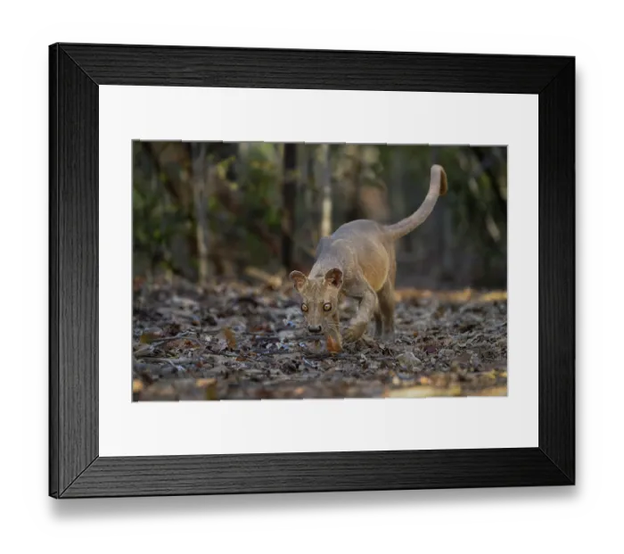 Framed Print : RF - Fosa (Cryptoprocta ferox) female, prowling on forest floor in dry deciduous forest, Kirindy, Menabe, western Madagascar Framed Print : RF - Fosa (Cryptoprocta ferox) female, prowling on forest floor in dry deciduous forest, Kirindy, Menabe, western Madagascar