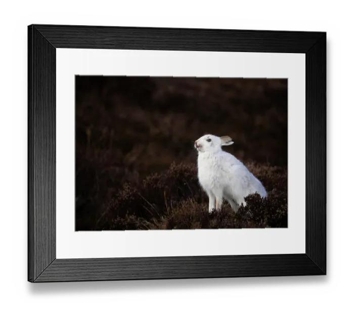 Framed Print : Mountain hare (Lepus timidus) in winter coat, licking its nose, Cairngorms National Park, Scotland, UK. March Framed Print : Mountain hare (Lepus timidus) in winter coat, licking its nose, Cairngorms National Park, Scotland, UK. March