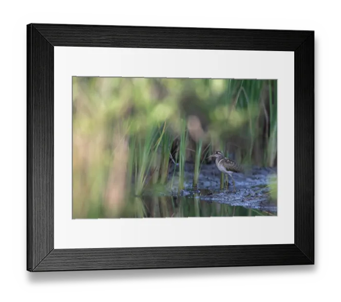 Framed Print : Greater painted-snipe (Rostratula benghalensis) male, standing in shallow, muddy water, Allahein river, The Gambia Framed Print : Greater painted-snipe (Rostratula benghalensis) male, standing in shallow, muddy water, Allahein river, The Gambia