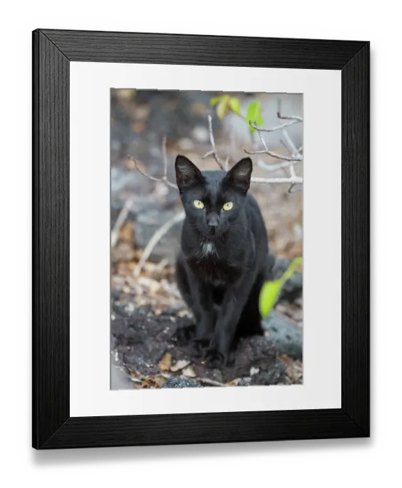 Framed Print : Feral domestic cat (Felis catus) portrait, Punta Albemarle, Isabela Island, Galapagos Islands. June Framed Print : Feral domestic cat (Felis catus) portrait, Punta Albemarle, Isabela Island, Galapagos Islands. June
