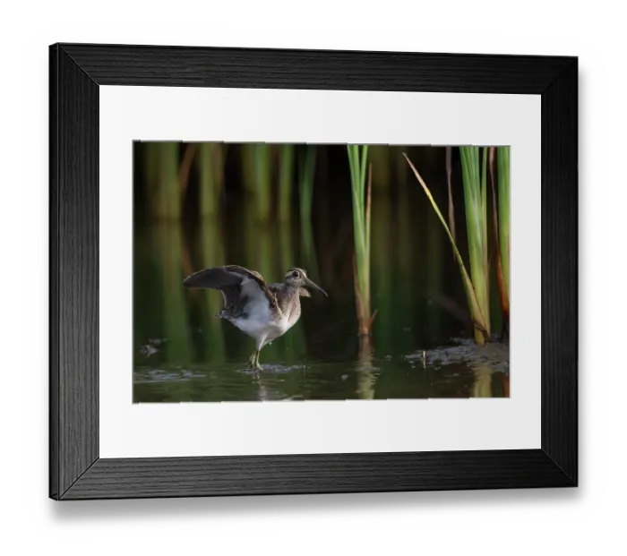 Framed Print : RF - Greater painted-snipe (Rostratula benghalensis) male, standing in shallow water stretching wings, Allahein river, The Gambia Framed Print : RF - Greater painted-snipe (Rostratula benghalensis) male, standing in shallow water stretching wings, Allahein river, The Gambia