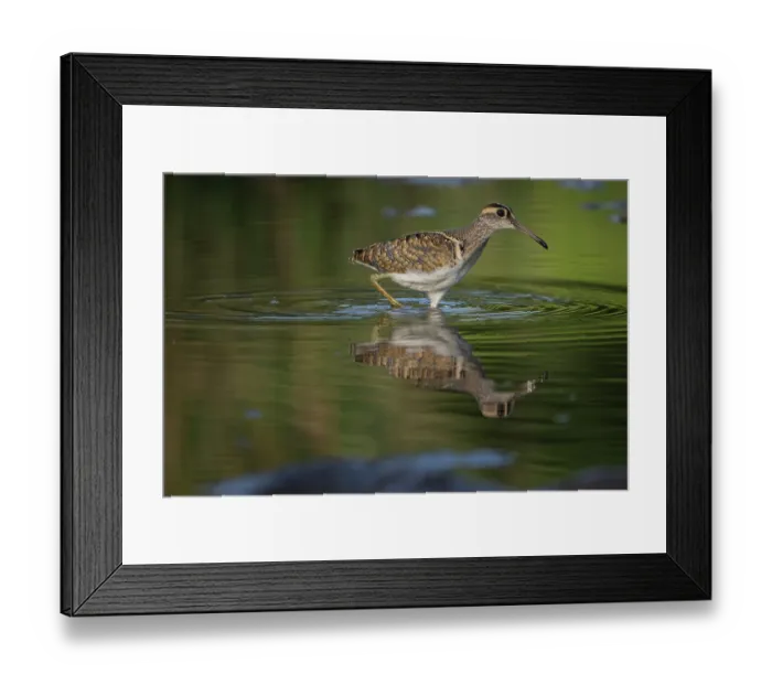 Framed Print : Greater painted-snipe (Rostratula benghalensis) male, wading through river, Allahein river, The Gambia Framed Print : Greater painted-snipe (Rostratula benghalensis) male, wading through river, Allahein river, The Gambia