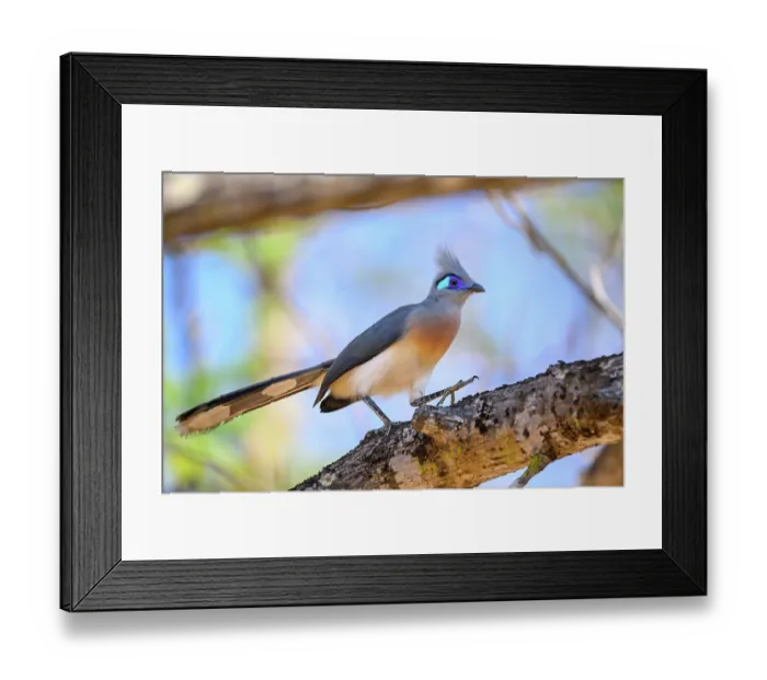 Framed Print : Crested coua (Coua cristata) foraging along tree branch, Kirindy Forest, Central Menabe, western Madagascar Framed Print : Crested coua (Coua cristata) foraging along tree branch, Kirindy Forest, Central Menabe, western Madagascar