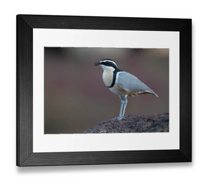 Framed Print : RF - Egyptian plover (Pluvianus aegyptius) portrait, Jajanburreh, The Gambia. (This image may be licensed either as rights managed or royalty free.) Framed Print : RF - Egyptian plover (Pluvianus aegyptius) portrait, Jajanburreh, The Gambia. (This image may be licensed either as rights managed or royalty free.)