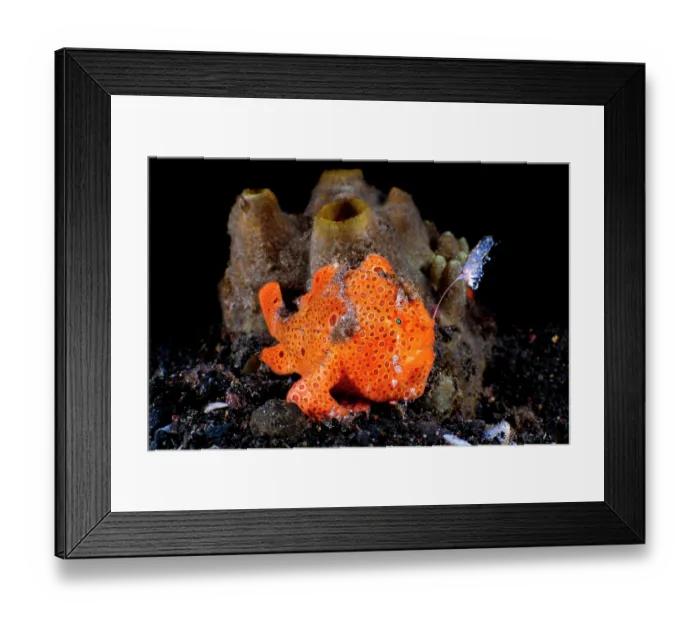 Framed Print : Painted frogfish (Antennarius pictus) hunting on seabed, extending its lure to attract prey, Bitung, North Sulawesi, Indonesia, Lembeh Strait, Molucca Sea Framed Print : Painted frogfish (Antennarius pictus) hunting on seabed, extending its lure to attract prey, Bitung, North Sulawesi, Indonesia, Lembeh Strait, Molucca Sea