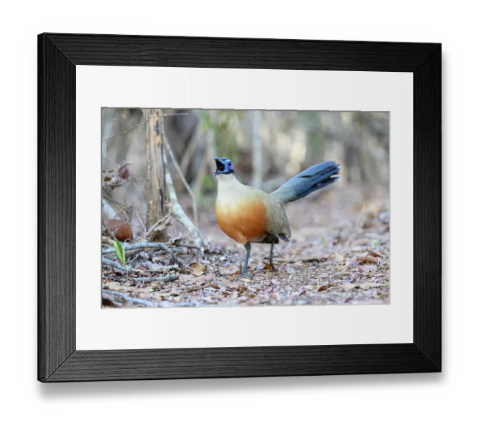 Framed Print : Giant coua (Coua gigas) walking on forest floor, calling, Kirindy Forest, Central Menabe, western Madagascar