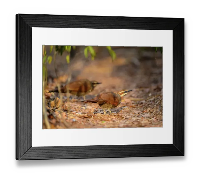 Framed Print : White-brested mesites (Mesitornis variegatus) pair, foraging in leaf-litter on forest floor, Kirindy Forest, Central Menabe, western Madagascar Framed Print : White-brested mesites (Mesitornis variegatus) pair, foraging in leaf-litter on forest floor, Kirindy Forest, Central Menabe, western Madagascar