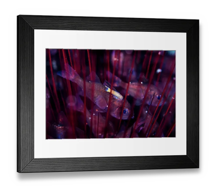 Framed Print : A cymothoid isopod attached to a Siphonfish (Siphamia sp.) living between the spines of a Radiant sea urchin (Astropyga radiata), Bitung, North Sulawesi, Indonesia, Lembeh Strait Framed Print : A cymothoid isopod attached to a Siphonfish (Siphamia sp.) living between the spines of a Radiant sea urchin (Astropyga radiata), Bitung, North Sulawesi, Indonesia, Lembeh Strait