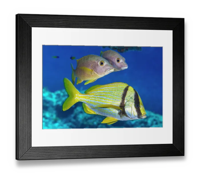 Framed Print : Two Schoolmaster snappers (Lutjanus apodus) swimming above a Porkfish (Anisotremus virginicus) on a coral reef, Grand Cayman, Cayman Islands, British West Indies, Caribbean Sea Framed Print : Two Schoolmaster snappers (Lutjanus apodus) swimming above a Porkfish (Anisotremus virginicus) on a coral reef, Grand Cayman, Cayman Islands, British West Indies, Caribbean Sea