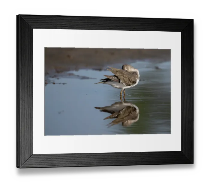 Framed Print : Common sandpiper (Actitis hypoleucos) standing in shallow water preening, Allahein river, The Gambia Framed Print : Common sandpiper (Actitis hypoleucos) standing in shallow water preening, Allahein river, The Gambia