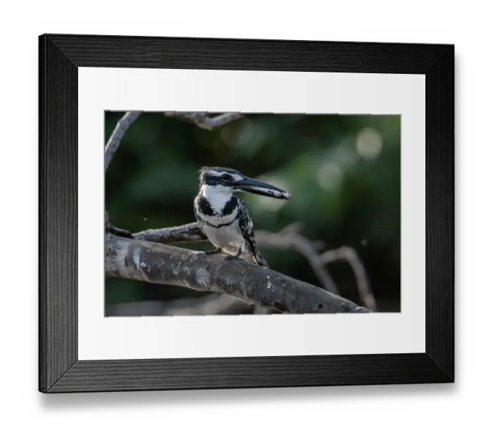 Framed Print : Pied kingfisher (Ceryle rudis) perched on branch with fish in beak, Allahein river, The Gambia Framed Print : Pied kingfisher (Ceryle rudis) perched on branch with fish in beak, Allahein river, The Gambia