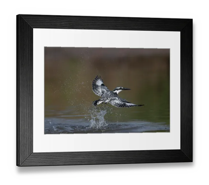 Framed Print : RF - Pied kingfisher (Ceryle rudis) taking flight after bathing in river, Allahein river, The Gambia. (This image may be licensed either as rights managed or royalty free.) Framed Print : RF - Pied kingfisher (Ceryle rudis) taking flight after bathing in river, Allahein river, The Gambia. (This image may be licensed either as rights managed or royalty free.)