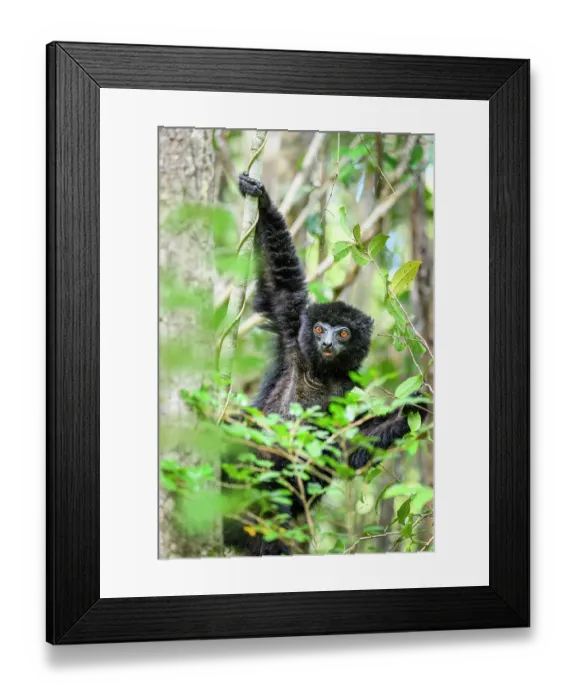 Framed Print : RF - Perrier's black sifaka (Propithecus perrieri) male, feeding in forest understorey, Andrafiamena-Andavakoera Protected Forest, northern Madagascar. Critically endangered Framed Print : RF - Perrier's black sifaka (Propithecus perrieri) male, feeding in forest understorey, Andrafiamena-Andavakoera Protected Forest, northern Madagascar. Critically endangered