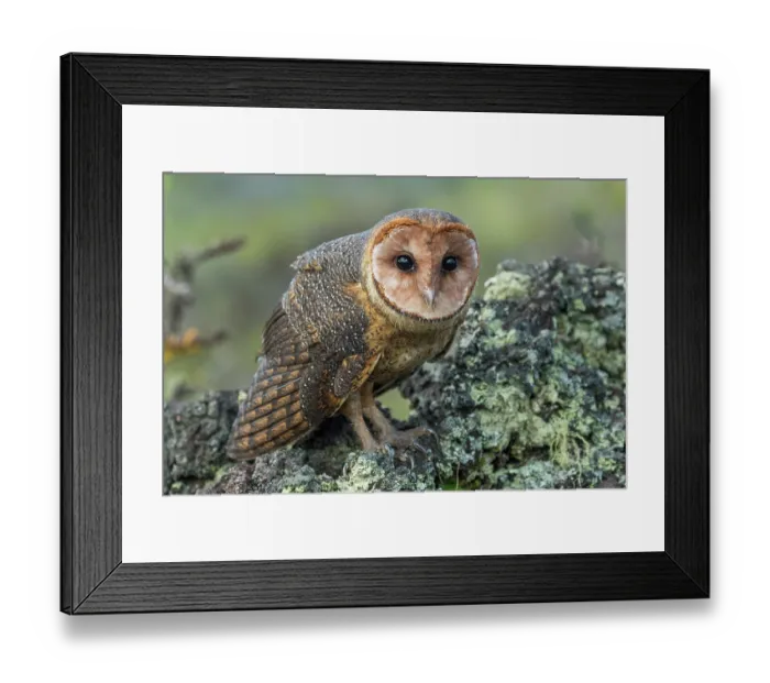 Framed Print : Galapagos barn owl (Tyto alba punctatissima) perched on rock, west flank of Darwin Volcano, Isabela Island, Galapagos Islands. February Framed Print : Galapagos barn owl (Tyto alba punctatissima) perched on rock, west flank of Darwin Volcano, Isabela Island, Galapagos Islands. February