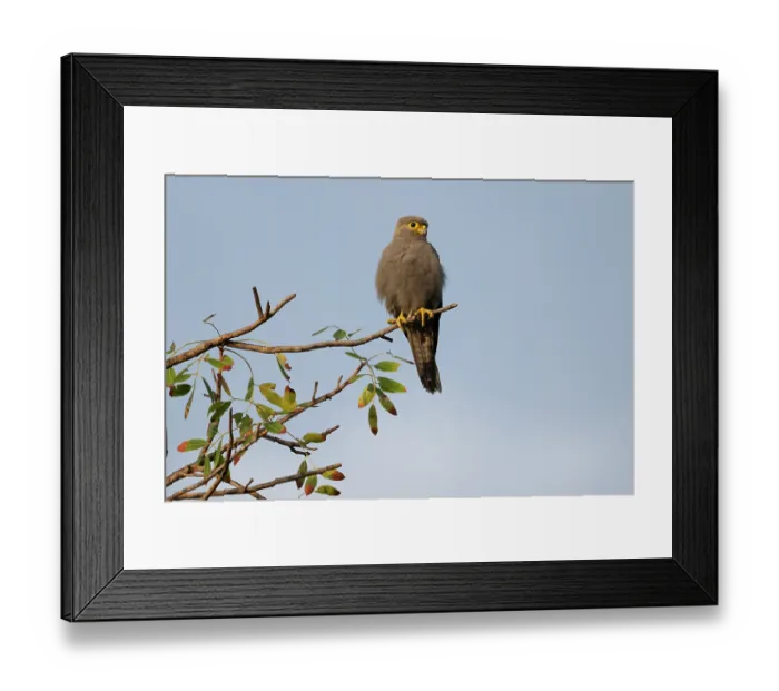 Framed Print : Grey kestrel (Falco ardosiaceus) perched on branch, Allahein river, The Gambia Framed Print : Grey kestrel (Falco ardosiaceus) perched on branch, Allahein river, The Gambia
