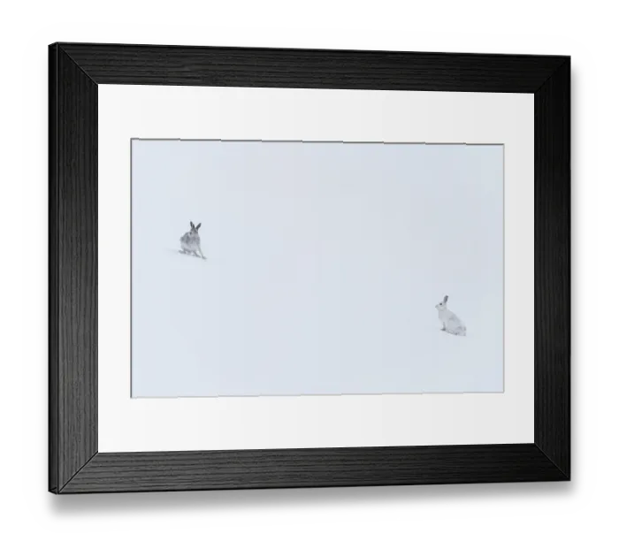 Framed Print : Two Mountain hares (Lepus timidus) sitting on snow-covered slope high in the mountains Framed Print : Two Mountain hares (Lepus timidus) sitting on snow-covered slope high in the mountains
