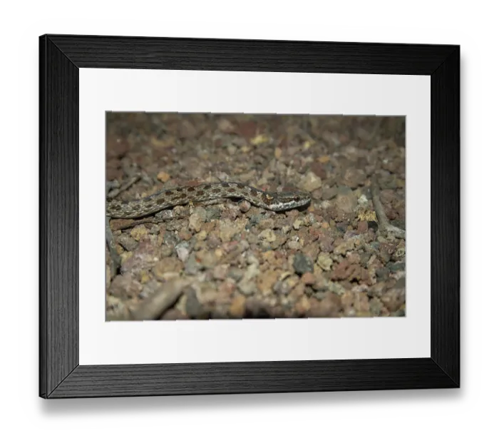 Framed Print : Eastern Galapagos racer (Pseudalsophis biserialis) portrait, Gardner Islet, Floreana Island, Galapagos Islands. December Framed Print : Eastern Galapagos racer (Pseudalsophis biserialis) portrait, Gardner Islet, Floreana Island, Galapagos Islands. December
