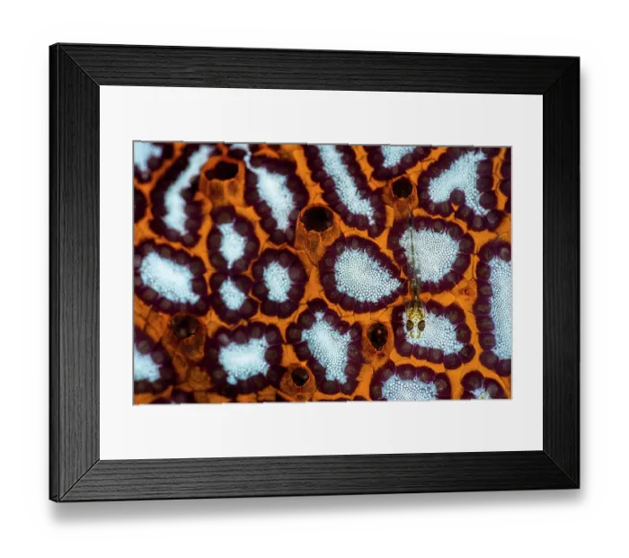 Framed Print : Ghost goby (Pleurosicya sp.) juvenile, resting on the surface of a Colonial seasquirt (Botryllus sp.), Bitung, North Sulawesi, Indonesia, Lembeh Strait, Molucca Sea Framed Print : Ghost goby (Pleurosicya sp.) juvenile, resting on the surface of a Colonial seasquirt (Botryllus sp.), Bitung, North Sulawesi, Indonesia, Lembeh Strait, Molucca Sea