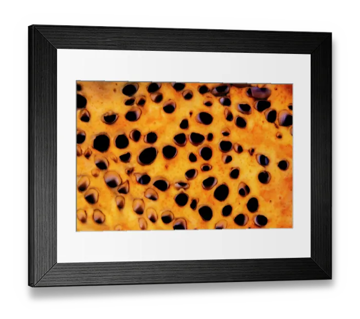 Framed Print : Leathery barrel sponge (Geodia neptuni) close up of apertures, Grand Cayman, Cayman Islands, British West Indies, Caribbean Sea Framed Print : Leathery barrel sponge (Geodia neptuni) close up of apertures, Grand Cayman, Cayman Islands, British West Indies, Caribbean Sea