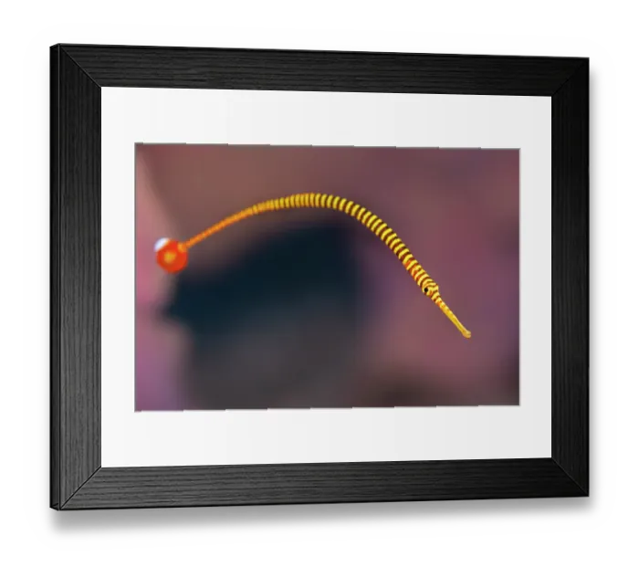 Framed Print : Orange-banded pipefish (Doryrhamphus pessuliferus) portrait, Bitung, North Sulawesi, Indonesia, Lembeh Strait, Molucca Sea Framed Print : Orange-banded pipefish (Doryrhamphus pessuliferus) portrait, Bitung, North Sulawesi, Indonesia, Lembeh Strait, Molucca Sea