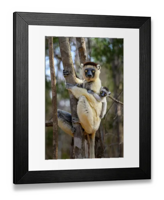 Framed Print : RF - Verreaux's sifaka (Propithecus verreauxi) female, carrying infant, aged 2-3 months, on her back resting on tree trunk during heat of the day, Kirindy Forest, Manabe Framed Print : RF - Verreaux's sifaka (Propithecus verreauxi) female, carrying infant, aged 2-3 months, on her back resting on tree trunk during heat of the day, Kirindy Forest, Manabe
