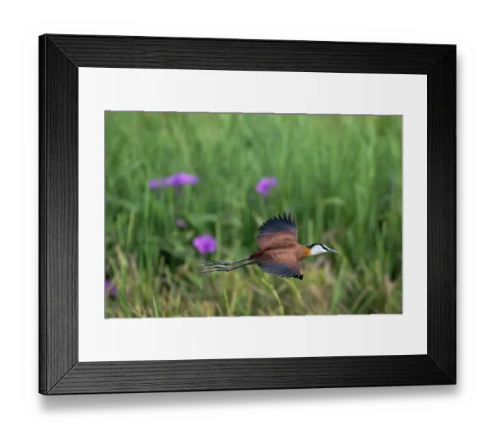 Framed Print : African jacana ( Actophilornis africanus) in flight, Jakhaly ricefields, The Gambia Framed Print : African jacana ( Actophilornis africanus) in flight, Jakhaly ricefields, The Gambia