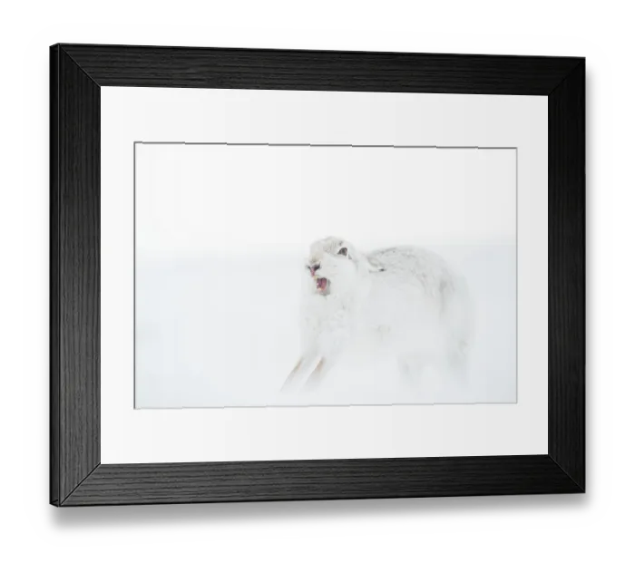 Framed Print : Mountain hare (Lepus timidus) in winter coat, yawning and stretching after waking up, Cairngorms National Park, Scotland, UK. February Framed Print : Mountain hare (Lepus timidus) in winter coat, yawning and stretching after waking up, Cairngorms National Park, Scotland, UK. February