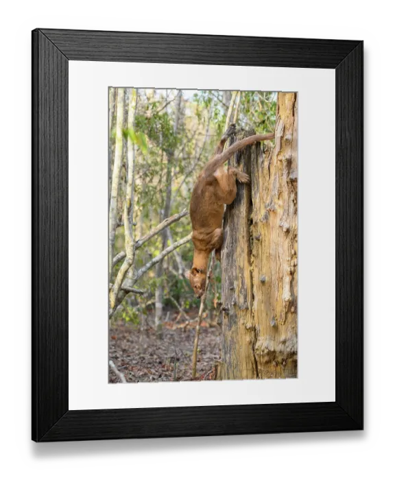 Framed Print : Fosa (Cryptoprocta ferox) female, climbing down dead tree trunk in dry deciduous forest, Kirindy, Menabe, western Madagascar Framed Print : Fosa (Cryptoprocta ferox) female, climbing down dead tree trunk in dry deciduous forest, Kirindy, Menabe, western Madagascar