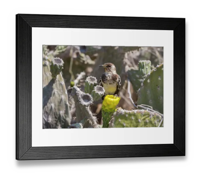 Framed Print : Floreana mockingbird (Mimus trifasciatus) perched on cactus flower, remnant population surviving on two small islets, Champion Islet, near Floreana Island, Galapagos Islands Framed Print : Floreana mockingbird (Mimus trifasciatus) perched on cactus flower, remnant population surviving on two small islets, Champion Islet, near Floreana Island, Galapagos Islands