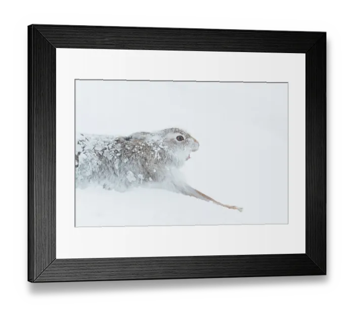 Framed Print : Mountain hare (Lepus timidus) in winter coat, yawning and stretching after waking up in deep snow Cairngorms National Park, Scotland, UK. February Framed Print : Mountain hare (Lepus timidus) in winter coat, yawning and stretching after waking up in deep snow Cairngorms National Park, Scotland, UK. February
