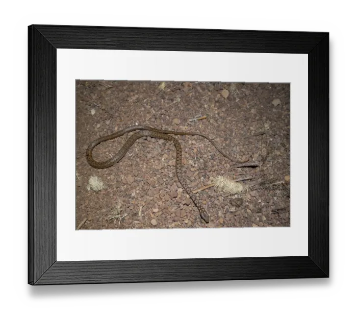 Framed Print : Eastern Galapagos racer (Pseudalsophis biserialis) portrait, Gardner Islet, Floreana Island, Galapagos Islands. December Framed Print : Eastern Galapagos racer (Pseudalsophis biserialis) portrait, Gardner Islet, Floreana Island, Galapagos Islands. December