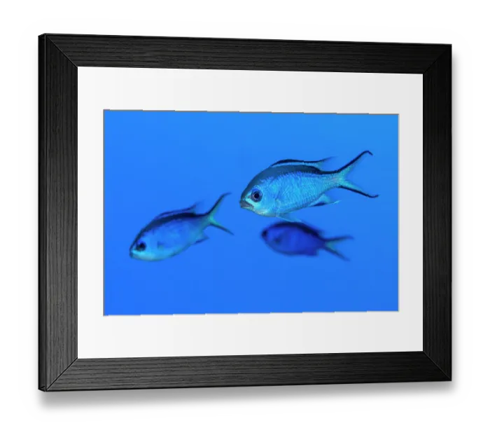 Framed Print : Three Blue chromis (Chromis cyanea) portrait, Grand Cayman, Cayman Islands, British West Indies, Caribbean Sea Framed Print : Three Blue chromis (Chromis cyanea) portrait, Grand Cayman, Cayman Islands, British West Indies, Caribbean Sea