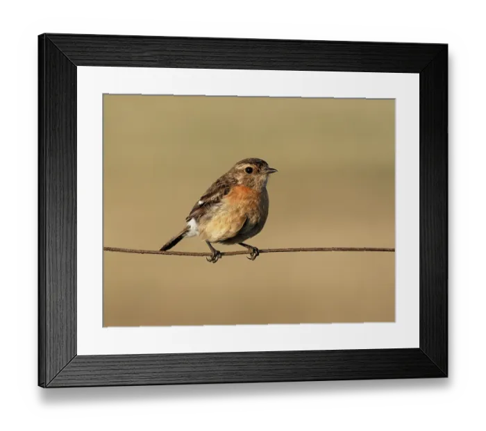 Framed Print : Common stonechat (Saxicola torquatus) female, perched on a wire fence, Malgas, Cape Province, South Africa Framed Print : Common stonechat (Saxicola torquatus) female, perched on a wire fence, Malgas, Cape Province, South Africa