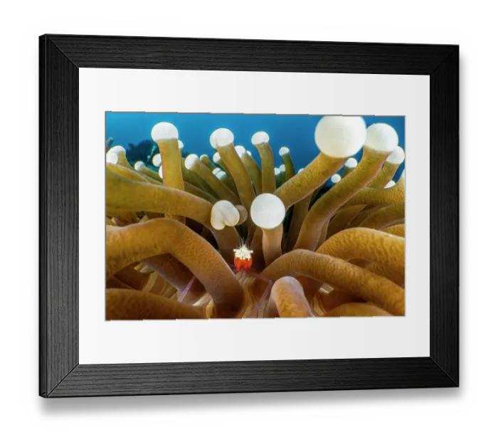Framed Print : Mushroom coral shrimp (Periclimenes kororensis) resting among Mushroom coral (Fungia sp.), Bitung, North Sulawesi, Indonesia, Lembeh Strait, Molucca Sea Framed Print : Mushroom coral shrimp (Periclimenes kororensis) resting among Mushroom coral (Fungia sp.), Bitung, North Sulawesi, Indonesia, Lembeh Strait, Molucca Sea