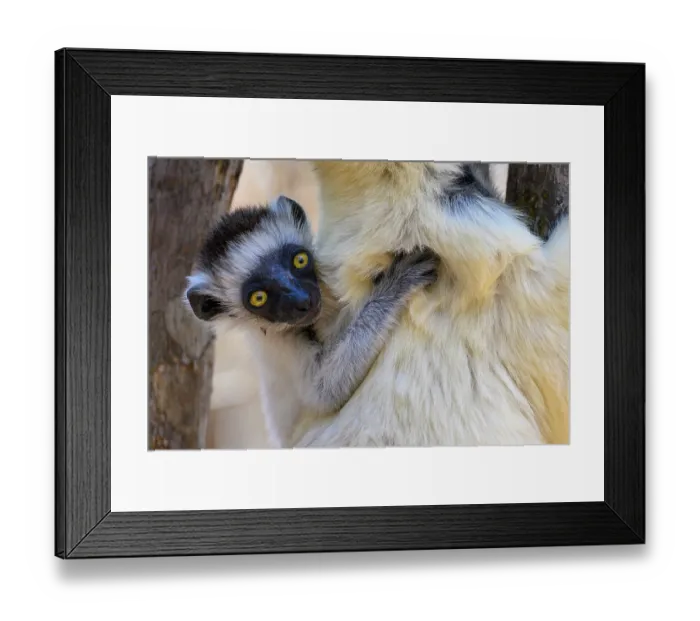 Framed Print : RF - Verreaux's sifaka (Propithecus verreauxi) infant, aged 2-3 months, clinging to mother's fur, Kirindy Forest, Manabe, western Madagascar. Critically endangered Framed Print : RF - Verreaux's sifaka (Propithecus verreauxi) infant, aged 2-3 months, clinging to mother's fur, Kirindy Forest, Manabe, western Madagascar. Critically endangered