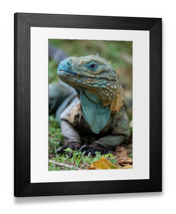 Framed Print : Grand Cayman blue iguana (Cyclura lewisi) portrait, part of a protected breeding population, Queen Elizabeth Botanic Garden, Grand Cayman, Cayman Islands. Captive Framed Print : Grand Cayman blue iguana (Cyclura lewisi) portrait, part of a protected breeding population, Queen Elizabeth Botanic Garden, Grand Cayman, Cayman Islands. Captive