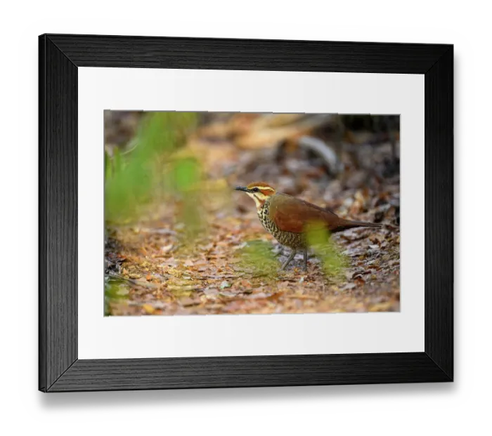 Framed Print : White-brested mesite (Mesitornis variegatus) foraging in leaf-litter on forest floor, Kirindy Forest, Central Menabe, western Madagascar Framed Print : White-brested mesite (Mesitornis variegatus) foraging in leaf-litter on forest floor, Kirindy Forest, Central Menabe, western Madagascar
