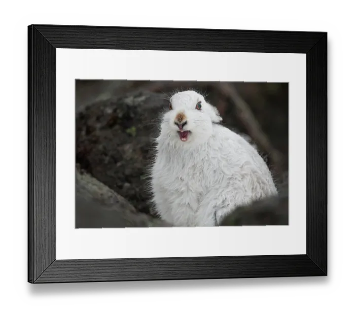 Framed Print : Mountain hare (Lepus timidus) in winter coat, yawning after waking up, Cairngorms National Park, Scotland, UK. February Framed Print : Mountain hare (Lepus timidus) in winter coat, yawning after waking up, Cairngorms National Park, Scotland, UK. February
