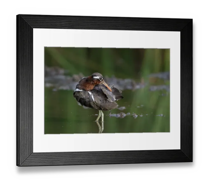 Framed Print : Greater painted-snipe (Rostratula benghalensis) female, standing in shallow water preening, Allahein river, The Gambia Framed Print : Greater painted-snipe (Rostratula benghalensis) female, standing in shallow water preening, Allahein river, The Gambia