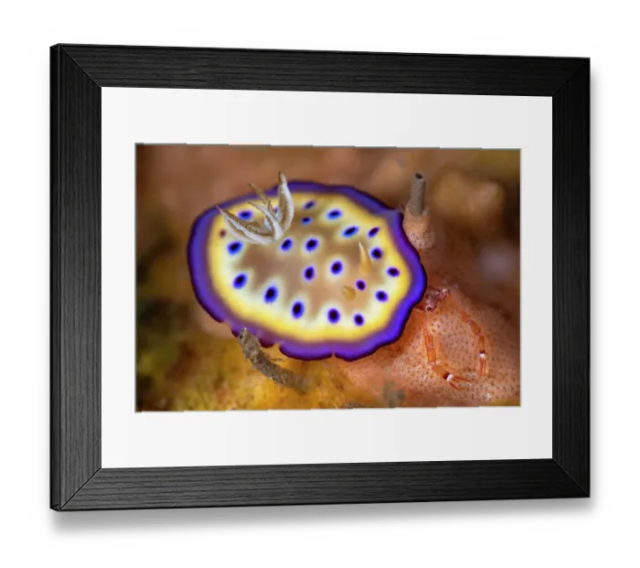 Framed Print : Nudibranch (Goniobranchus kuniei) crawling over a coral reef and encountering a Squat lobster (Galathea sp.), Bitung, North Sulawesi, Indonesia, Lembeh Strait, Molucca Sea Framed Print : Nudibranch (Goniobranchus kuniei) crawling over a coral reef and encountering a Squat lobster (Galathea sp.), Bitung, North Sulawesi, Indonesia, Lembeh Strait, Molucca Sea